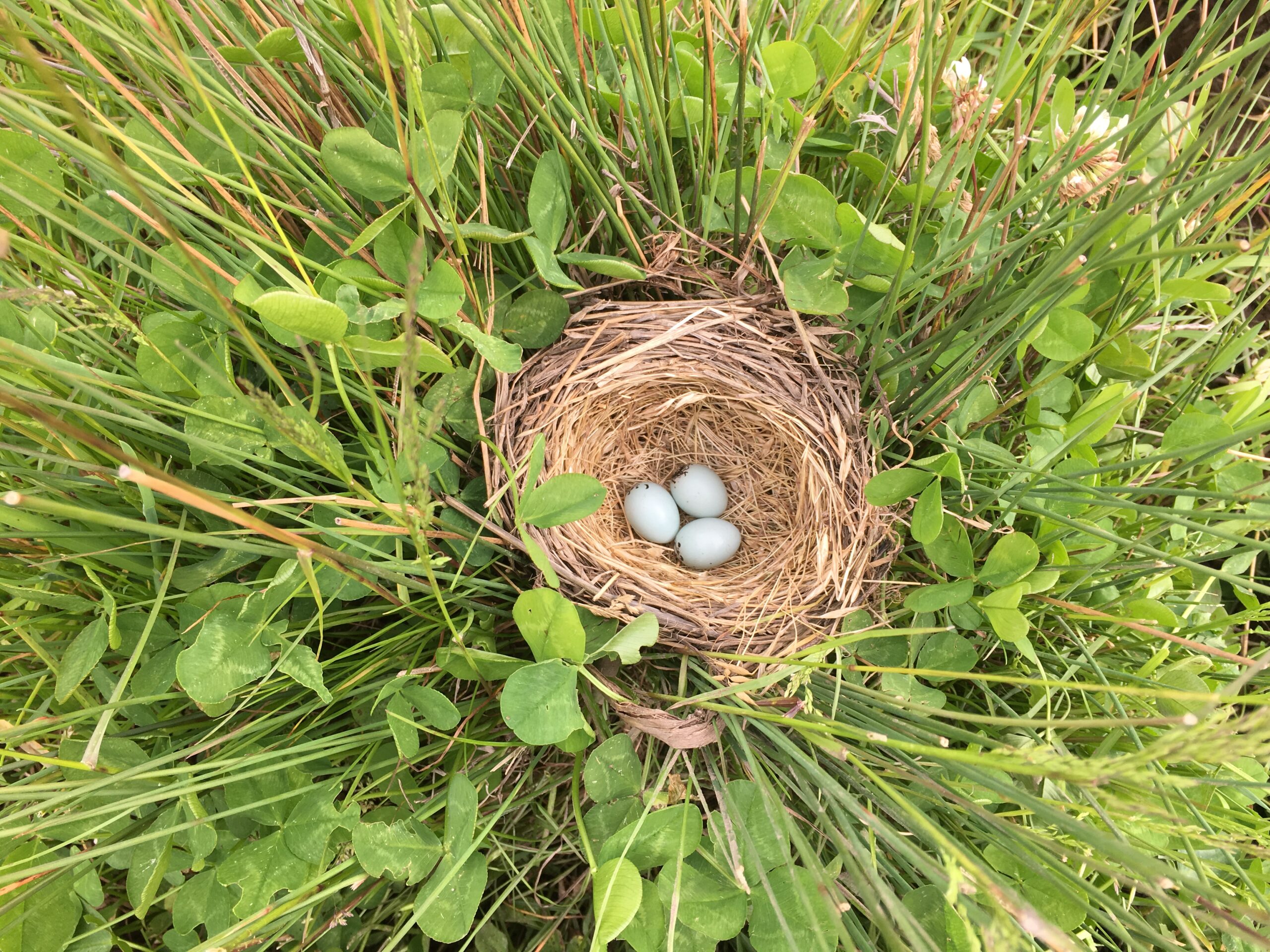 Nest at Elder Creek Preserve