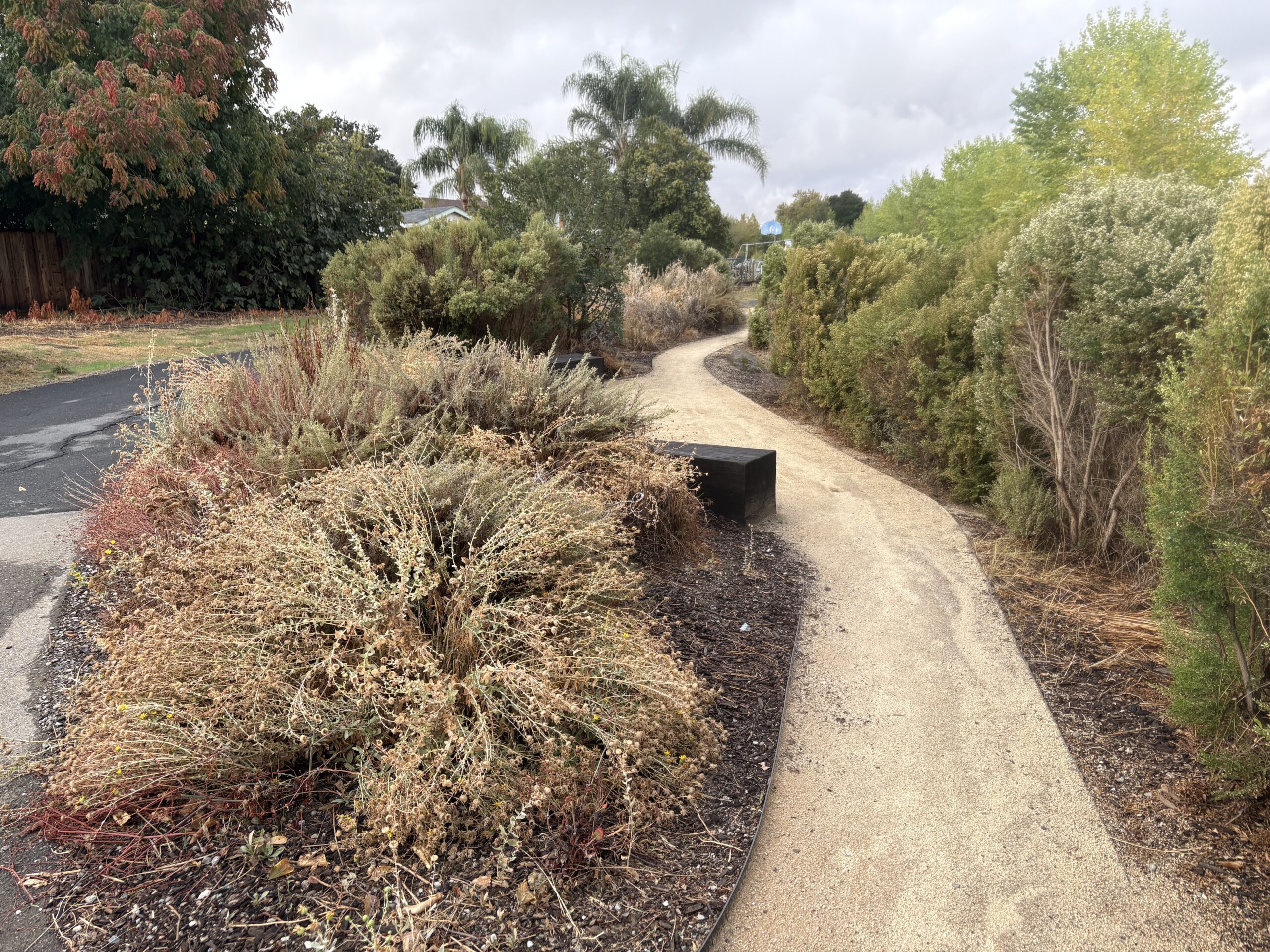 Trail between bushes at Three Creeks Parkway