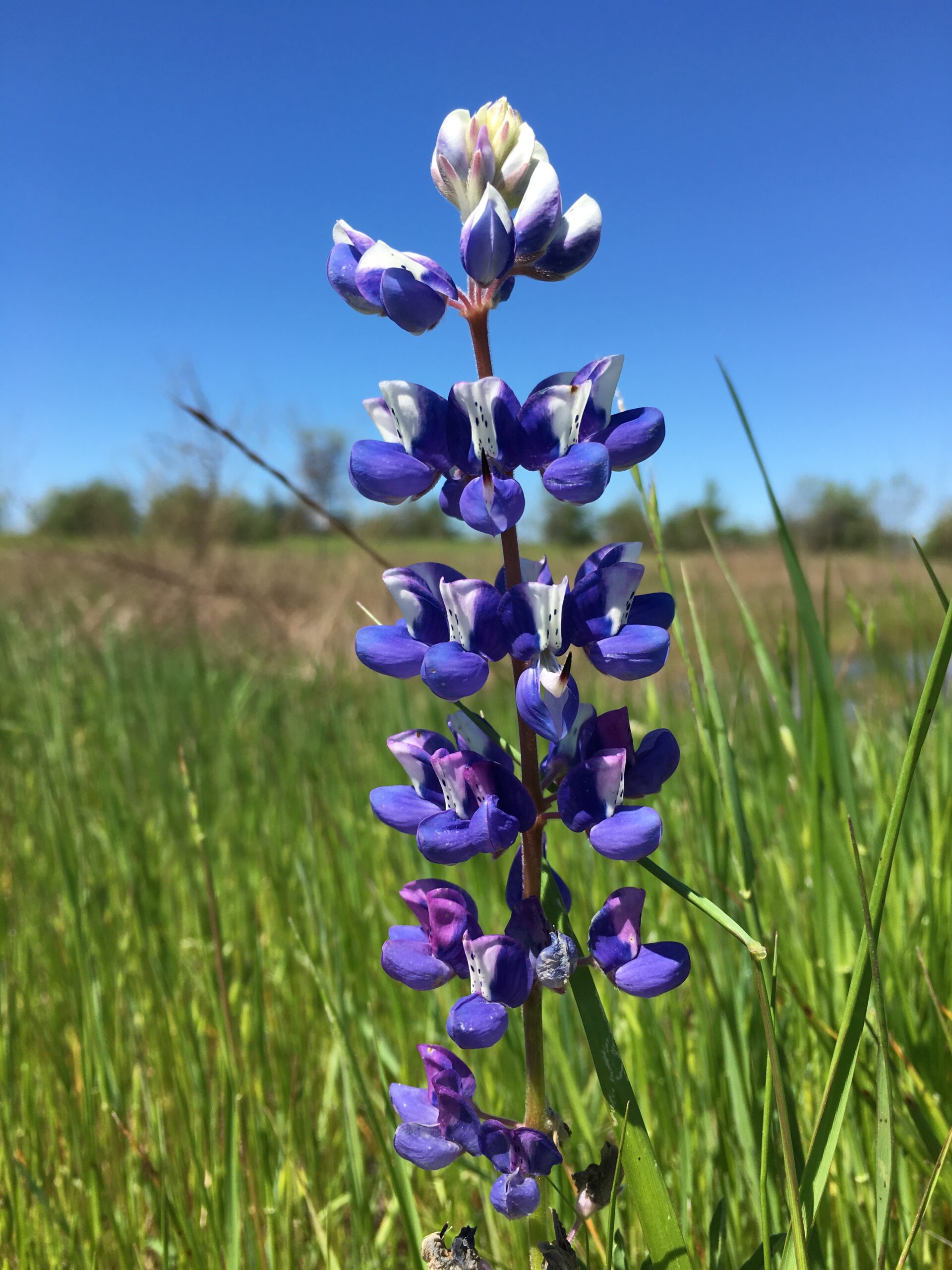 Flower at Aspen Creek Preserve