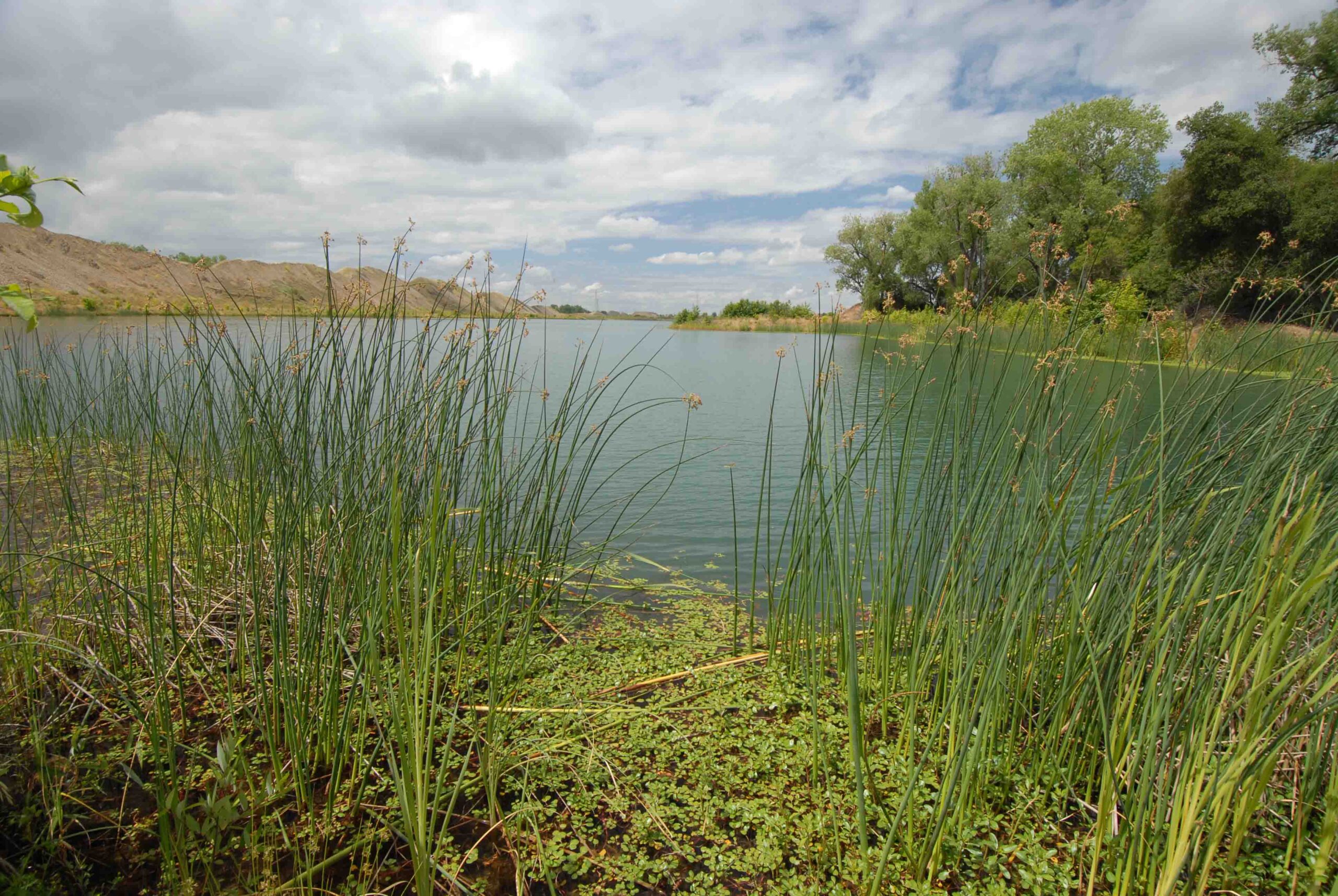 Hallwood Restored Lagoon