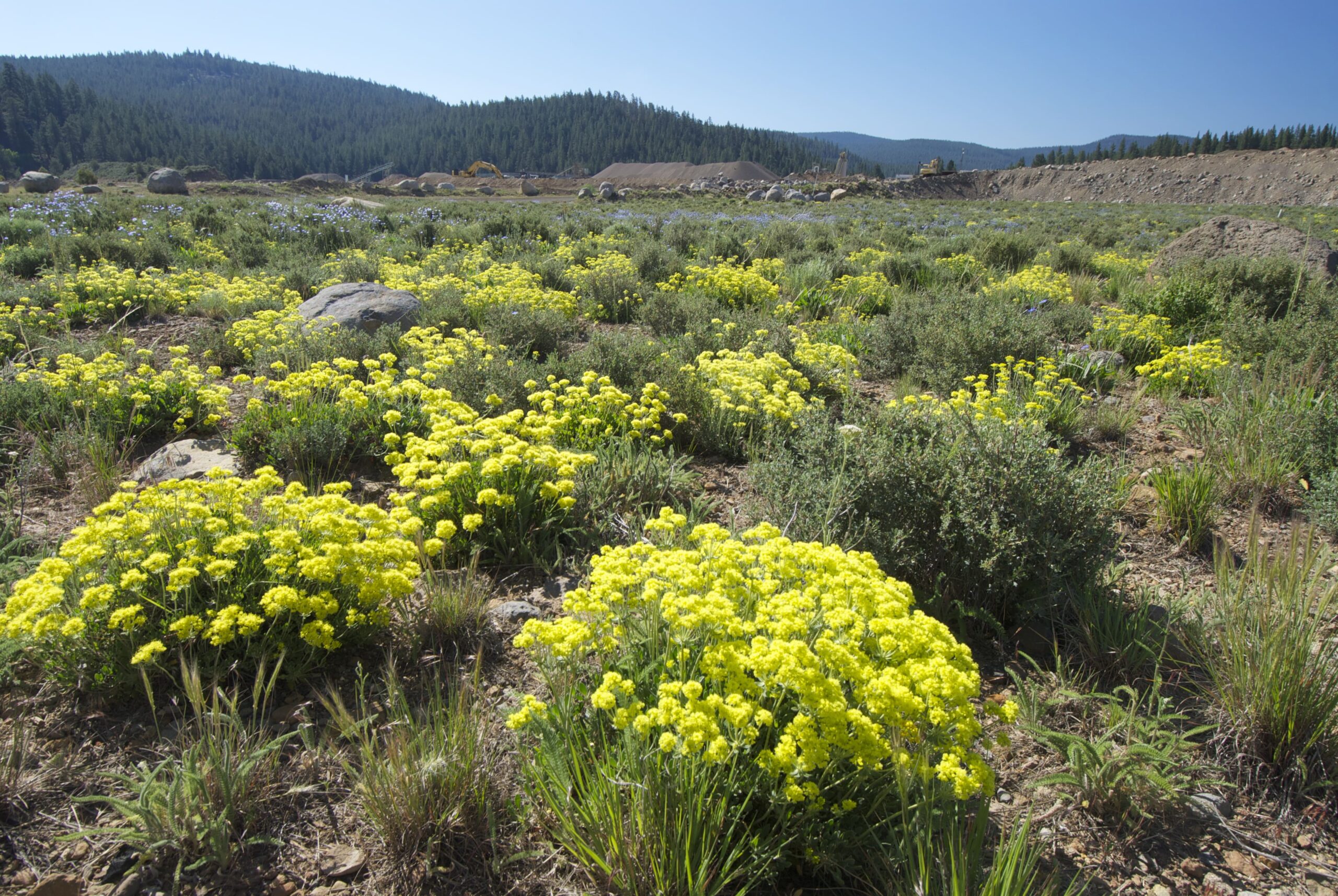 grass and bushes in a field