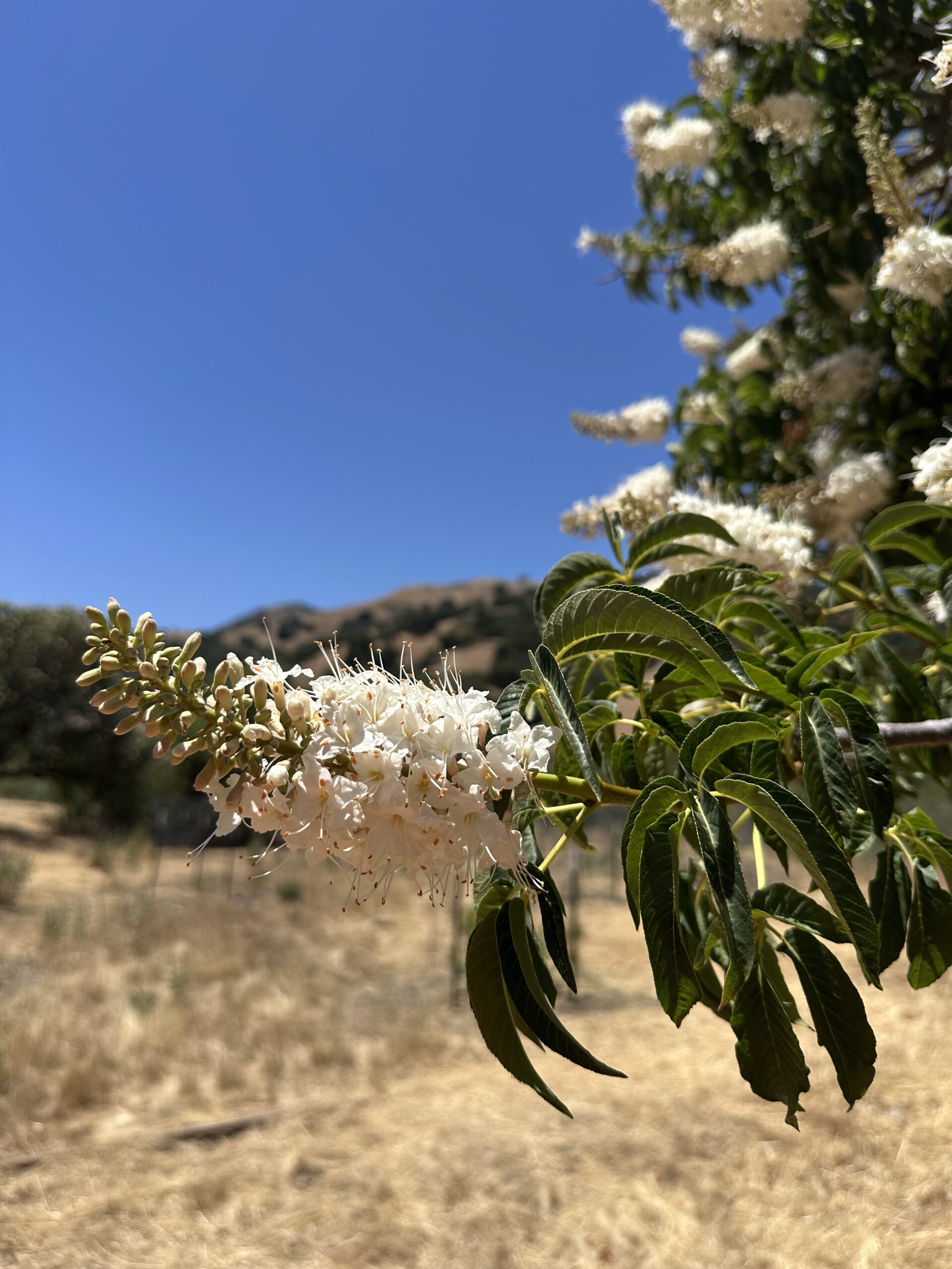 Close up of a flower at Pacheco Buckley